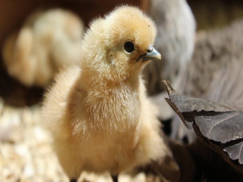 康健试管选性别（人工受孕的大概费用）——